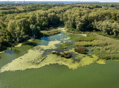 Güneşli bir yaz gününde Dinyeper nehrinin yeşil kıyısında. Hava aracı görünümü.