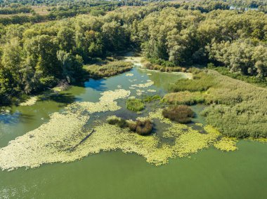 Güneşli bir yaz gününde Dinyeper nehrinin yeşil kıyısında. Hava aracı görünümü.