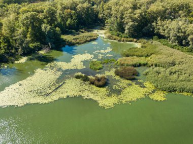 Güneşli bir yaz gününde Dinyeper nehrinin yeşil kıyısında. Hava aracı görünümü.
