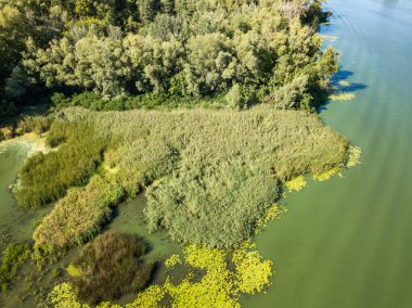 Güneşli bir yaz gününde Dinyeper nehrinin yeşil kıyısında. Hava aracı görünümü.