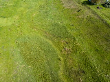 Hava aracı görüntüsü. Baharda yeşil çayır.