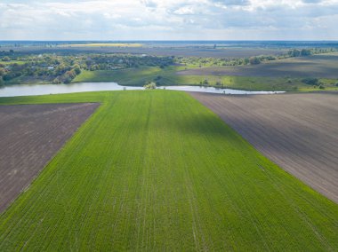 Baharda yeşil mısır tarlası. Hava görünümü.