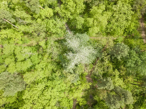 Vista Aérea Drones Árvores Parque — Fotografia de Stock