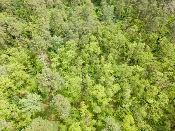 Вид Воздушного Беспилотника Деревья Парке — стоковое фото