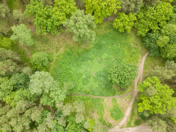 Aerial drone view. Trees in the park.