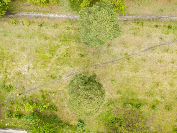 Aerial drone view. Green forest.