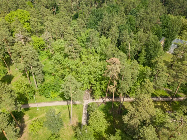 空中无人驾驶飞机视图 公园里的树 — 图库照片