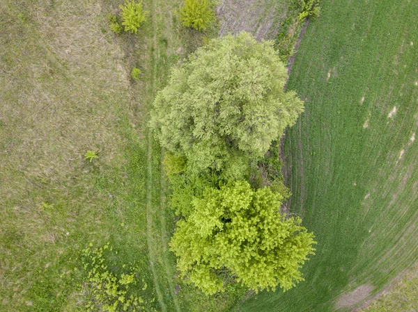 Luchtdrone Zicht Groene Weide Het Voorjaar — Stockfoto