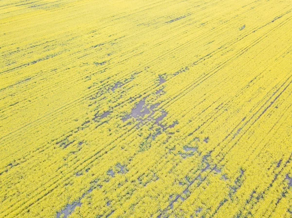 Vista Aérea Campo Amarelo Colza Florescendo Ucrânia — Fotografia de Stock