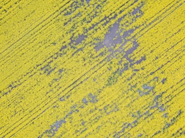 Letecký Pohled Žluté Pole Kvetoucího Řepkového Semene Ukrajině — Stock fotografie