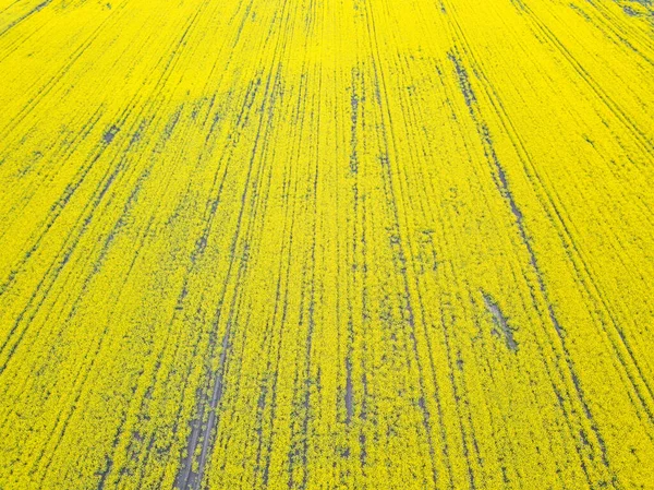 Vista Aérea Campo Amarelo Colza Florescendo Ucrânia — Fotografia de Stock