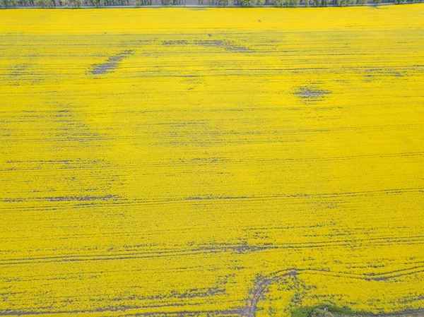 Вид Повітря Жовте Поле Цвітіння Україні — стокове фото