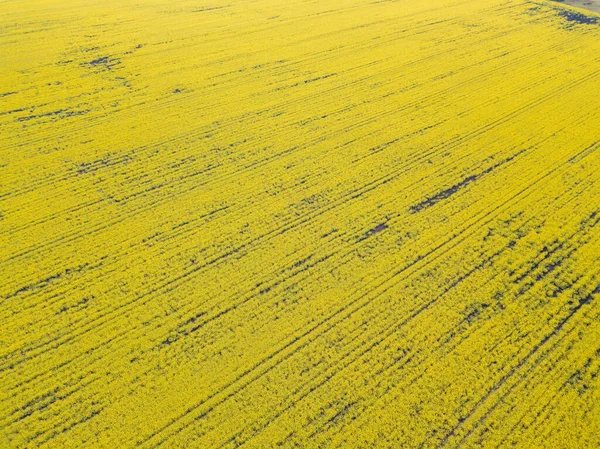 Vista Aérea Campo Amarelo Colza Florescendo Ucrânia — Fotografia de Stock