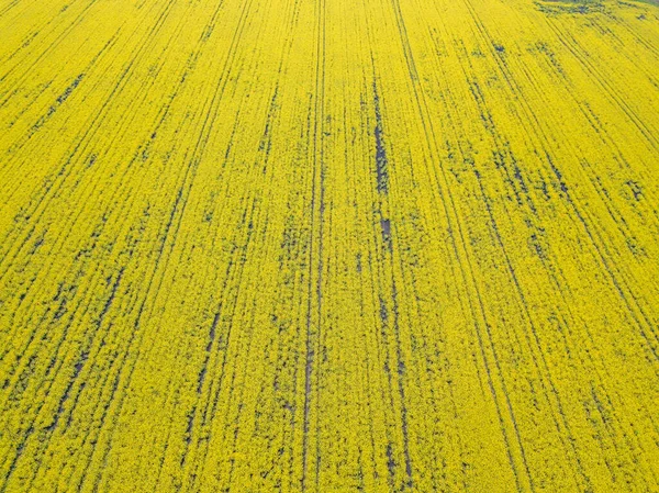 Vista Aérea Campo Amarelo Colza Florescendo Ucrânia — Fotografia de Stock