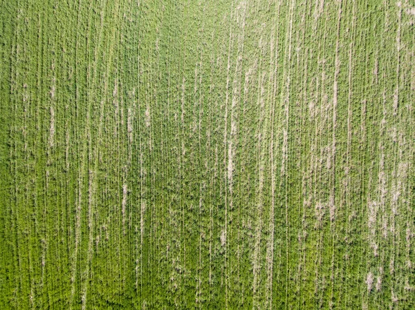 Zöld Kukoricaföld Tavasszal Légi Felvétel — Stock Fotó