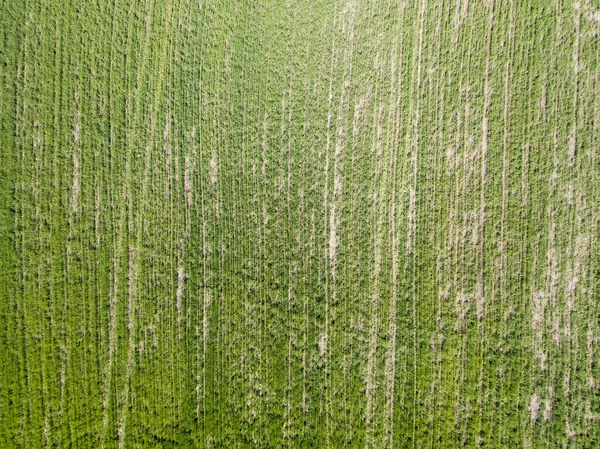 Campo Milho Verde Primavera Vista Aérea — Fotografia de Stock