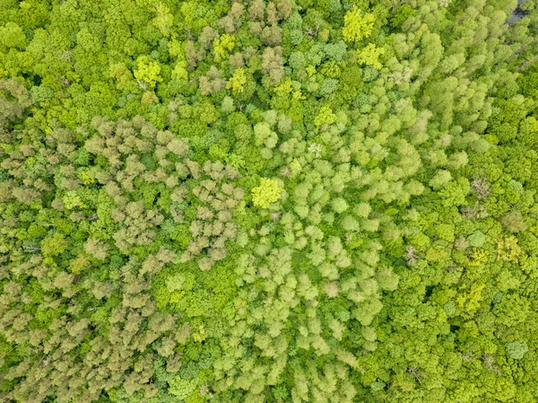 Grüne Wipfel Von Mischwäldern Späten Frühjahr Sonniger Klarer Tag Draufsicht — Stockfoto