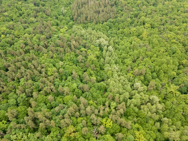 Tons Verdes Árvores Florestais Mistas Final Primavera Dia Claro Ensolarado — Fotografia de Stock