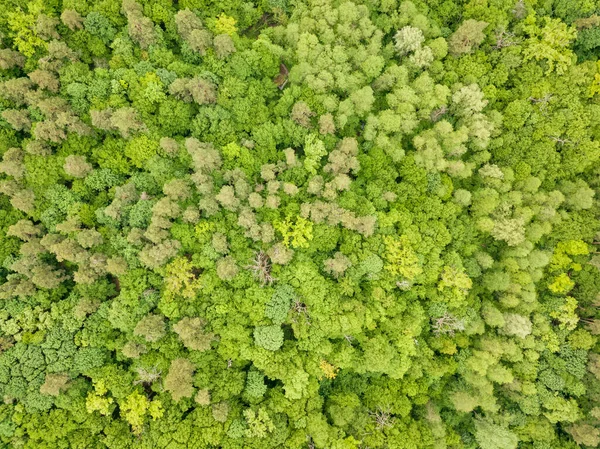 Tons Verdes Árvores Florestais Mistas Final Primavera Dia Claro Ensolarado — Fotografia de Stock