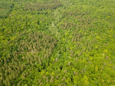 Baharın sonlarında karışık orman ağaçlarının yeşil tepeleri. Güneşli açık bir gün. Hava aracı üst görünümü.