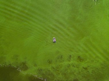 Hava aracı görüntüsü. Nehirde çiçek açan yosunların yeşil dokusunda bir tekne..