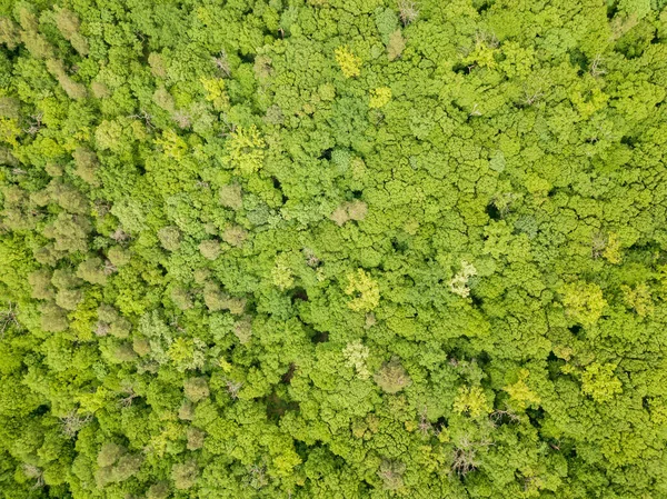 Zelené Vrcholky Smíšených Lesních Stromů Konci Jara Slunečný Jasný Den — Stock fotografie