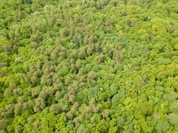 Tons Verdes Árvores Florestais Mistas Final Primavera Dia Claro Ensolarado — Fotografia de Stock