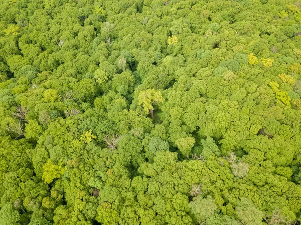 Tons Verdes Árvores Florestais Mistas Final Primavera Dia Claro Ensolarado — Fotografia de Stock