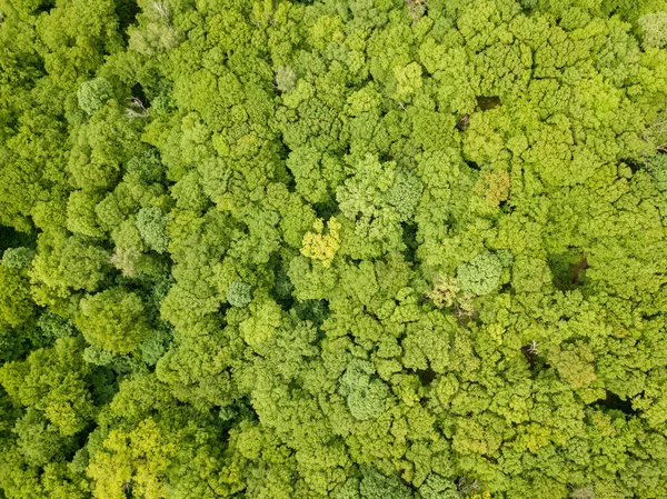 Gröna Toppar Blandade Skogsträd Slutet Våren Solig Klar Dag Flygdrönare — Stockfoto