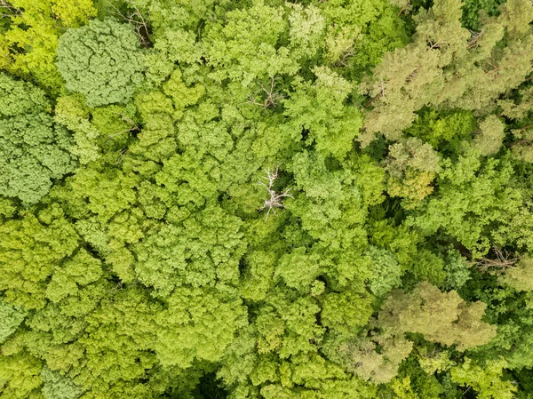 Gröna Toppar Blandade Skogsträd Slutet Våren Solig Klar Dag Flygdrönare — Stockfoto