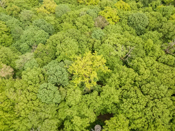 Gröna Toppar Blandade Skogsträd Slutet Våren Solig Klar Dag Flygdrönare — Stockfoto