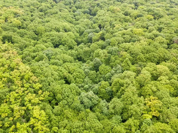 Tons Verdes Árvores Florestais Mistas Final Primavera Dia Claro Ensolarado — Fotografia de Stock