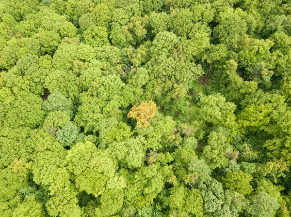 Tons Verdes Árvores Florestais Mistas Final Primavera Dia Claro Ensolarado — Fotografia de Stock