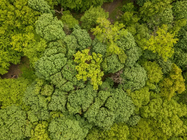Zielone Wierzchołki Lasów Mieszanych Późną Wiosną Słoneczny Czysty Dzień Widok — Zdjęcie stockowe
