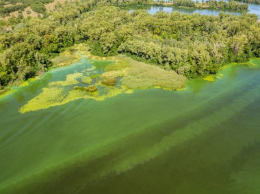 Dinyeper nehrinin hava aracı görüntüsü. Nehirde çiçek açan yosunların yeşil dokusu..