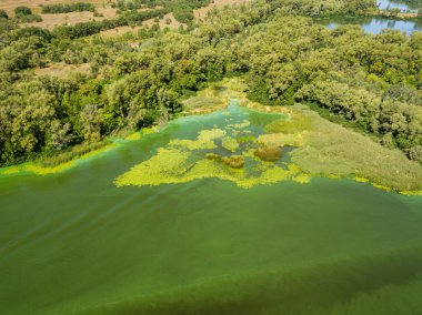 Dinyeper nehrinin hava aracı görüntüsü. Nehirde çiçek açan yosunların yeşil dokusu..