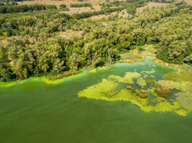 Dinyeper nehrinin hava aracı görüntüsü. Nehirde çiçek açan yosunların yeşil dokusu..