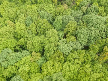 Baharın sonlarında karışık orman ağaçlarının yeşil tepeleri. Güneşli açık bir gün. Hava aracı üst görünümü.
