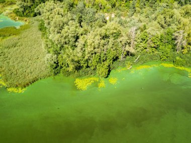 Dinyeper nehrinin hava aracı görüntüsü. Nehirde çiçek açan yosunların yeşil dokusu..