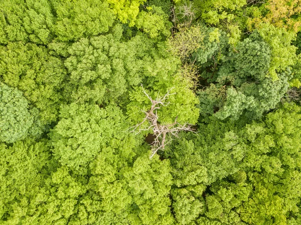 Gröna Toppar Blandade Skogsträd Slutet Våren Solig Klar Dag Flygdrönare — Stockfoto