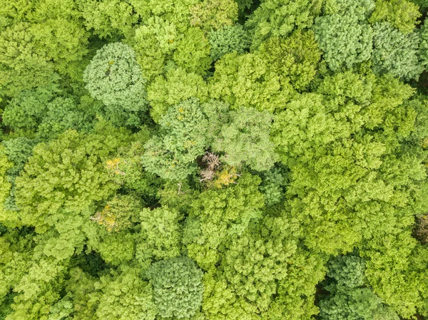 stock image Green tops of mixed forest trees in late spring. Sunny clear day. Aerial drone top view.