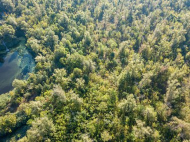 Hava aracı görüntüsü. Yaprak döken orman
