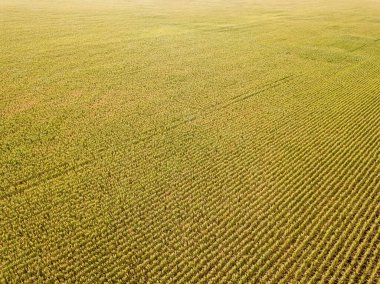 Hava aracı görüntüsü. Güneşli bir günde Ukrayna olgun mısır tarlası.