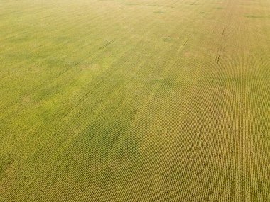 Hava aracı görüntüsü. Güneşli bir günde Ukrayna olgun mısır tarlası.
