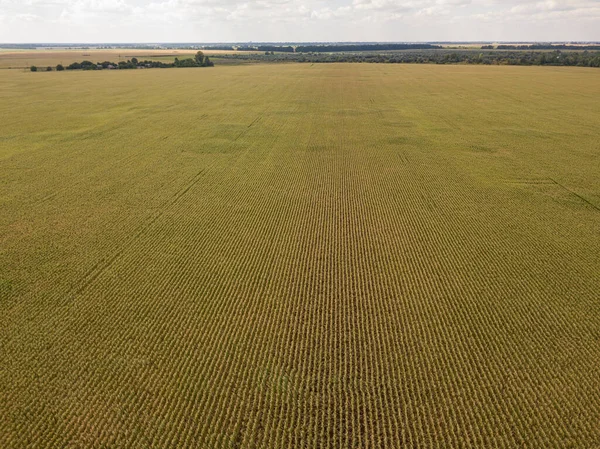 stock image Aerial drone view. Ukrainian ripe cornfield on a sunny day.