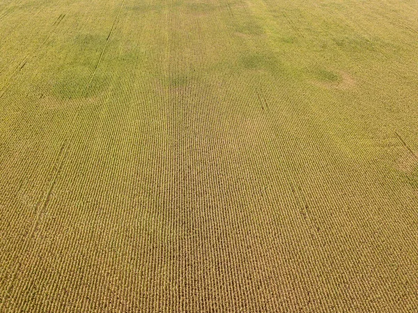 Vue Aérienne Sur Drone Champ Maïs Mûr Ukrainien Par Une — Photo