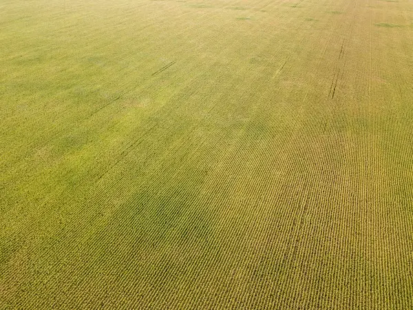 Drohnen Aus Der Luft Reifes Maisfeld Der Ukraine Einem Sonnigen — Stockfoto