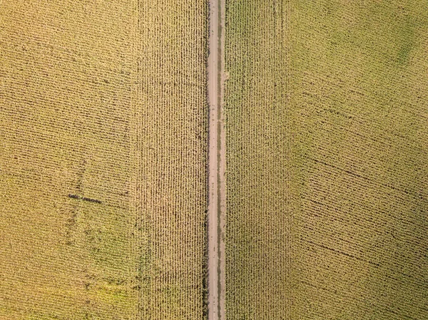 Vista Aérea Drones Estrada Terra Através Campo Milho Agrícola — Fotografia de Stock