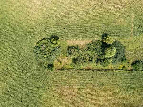 Veduta Aerea Del Drone Ucraino Campo Grano Maturo Una Giornata — Foto Stock