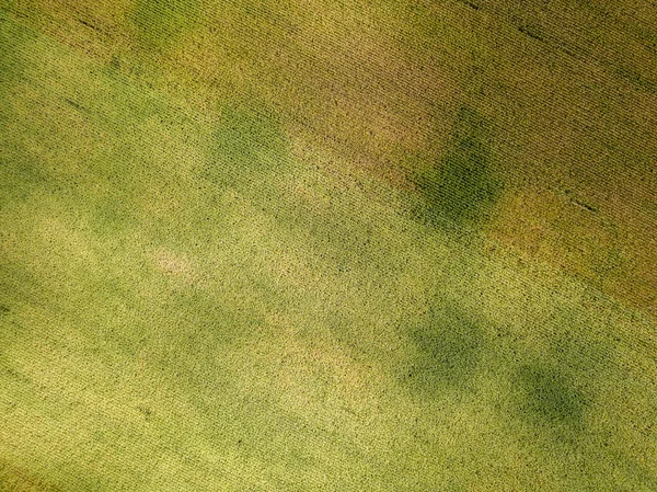 Drohnen Aus Der Luft Reifes Maisfeld Der Ukraine Einem Sonnigen — Stockfoto